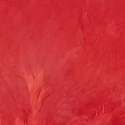 Chevron Grade 1 Complete Hen Saddle - Funky Fly Tying -Eyes & Dumbbells Sales Store Chevron Grade 1 Complete Hen Saddle Dyed Red 1