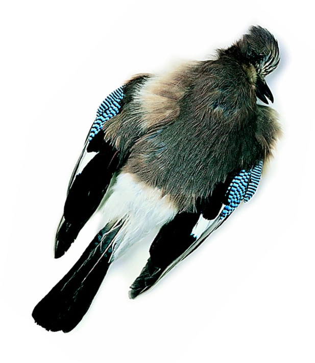 Chevron Jay Skin - Funky Fly Tying 4 Chevron Jay Skin - Funky Fly Tying - Image 2