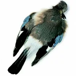 Chevron Jay Skin - Funky Fly Tying