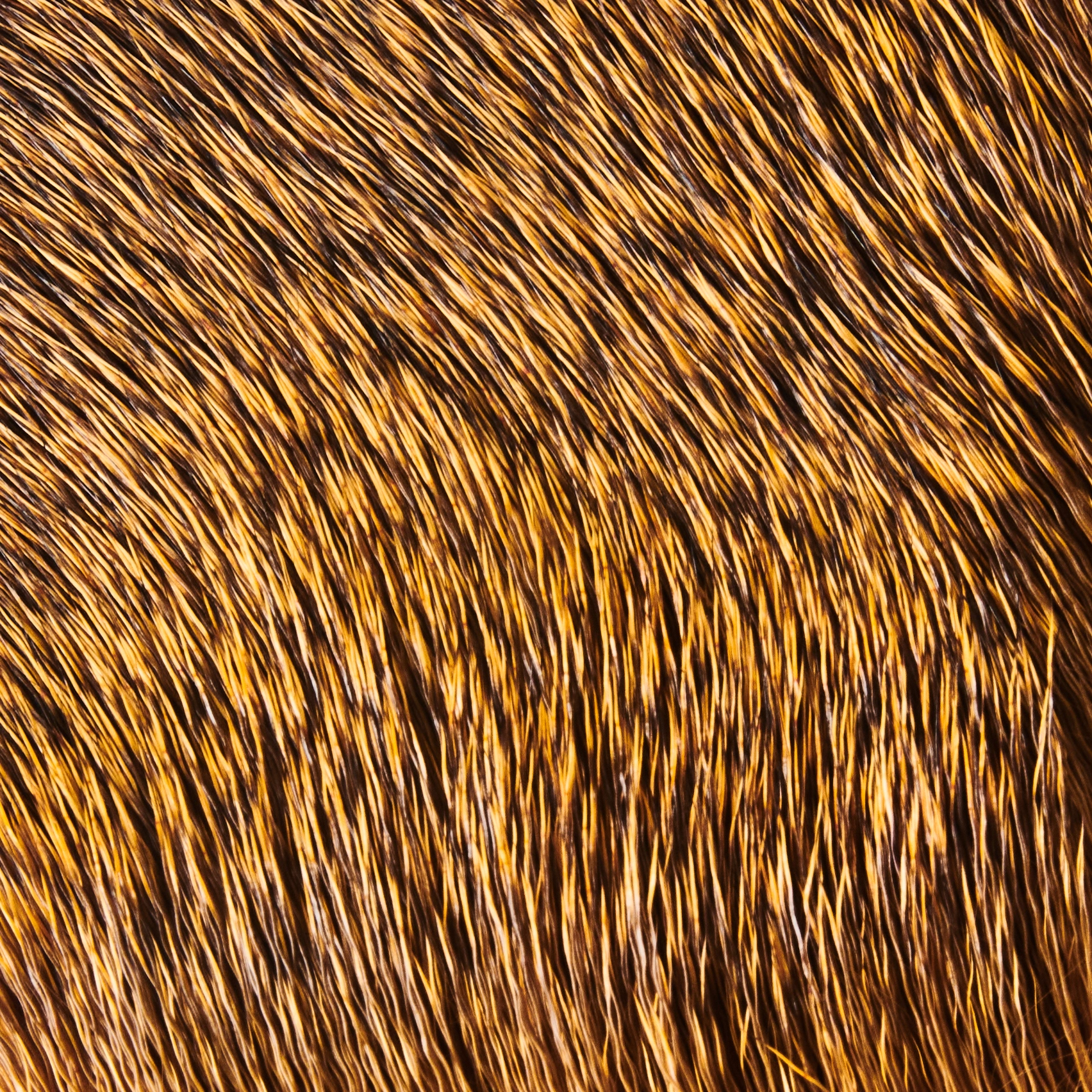 Funky Deer Hair - Funky Fly Tying 27 Funky Deer Hair - Funky Fly Tying - Image 25