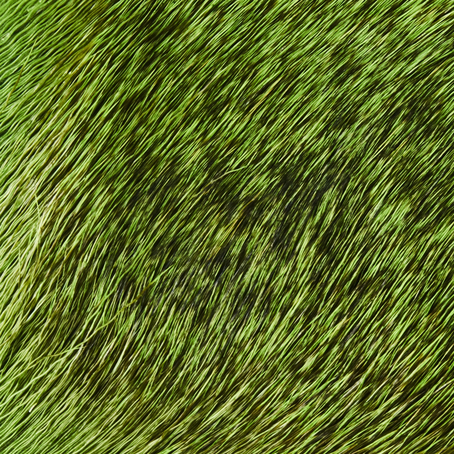 Funky Deer Hair - Funky Fly Tying 23 Funky Deer Hair - Funky Fly Tying - Image 21