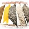 Whiting Coq De Leon Rooster Cape - Funky Fly Tying -Eyes & Dumbbells Sales Store Group 1