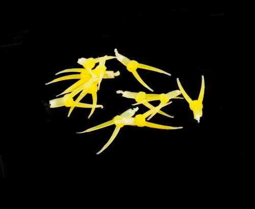 Hemingways Hemingway's Stonefly Nymph Tails - Funky Fly Tying 15 Hemingways Hemingway's Stonefly Nymph Tails - Funky Fly Tying - Image 13