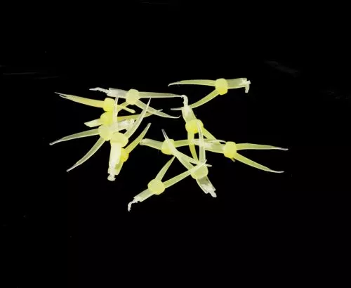 Hemingways Hemingway's Stonefly Nymph Tails - Funky Fly Tying 12 Hemingways Hemingway's Stonefly Nymph Tails - Funky Fly Tying - Image 10