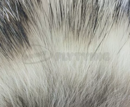 Nature's Spirit Badger Fur - Funky Fly Tying 6 Nature's Spirit Badger Fur - Funky Fly Tying - Image 4