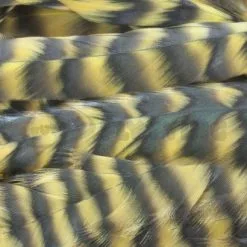 Whiting 1/4oz Loose Pack Of Schlappen - Funky Fly Tying -Eyes & Dumbbells Sales Store Whiting 1 4oz Loose Pack of Schlappen Dyed Grizzly Golden Olive 1