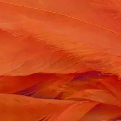 Whiting 1/4oz Loose Pack Of Schlappen - Funky Fly Tying -Eyes & Dumbbells Sales Store Whiting 1 4oz Loose Pack of Schlappen Dyed Orange 1 1