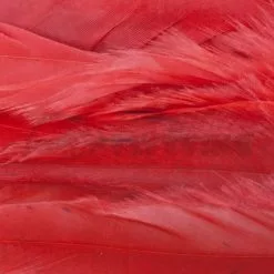 Whiting 1/4oz Loose Pack Of Schlappen - Funky Fly Tying -Eyes & Dumbbells Sales Store Whiting 1 4oz Loose Pack of Schlappen Dyed Red 1 1