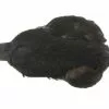 Whiting 4 B's Hen Cape - Funky Fly Tying -Eyes & Dumbbells Sales Store Whiting 4B Hen Neck Capes Black
