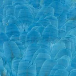 Whiting American Hen Saddles - Funky Fly Tying -Eyes & Dumbbells Sales Store Whiting American Hen Saddles Kingfisher Blue 1