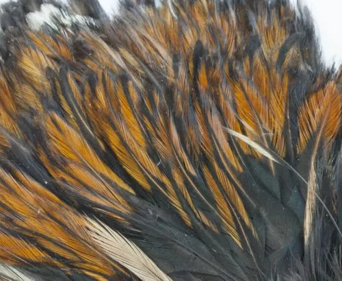 Whiting American Streamer Packs - Funky Fly Tying 22 Whiting American Streamer Packs - Funky Fly Tying - Image 20