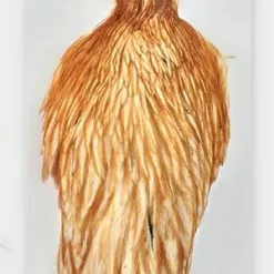 Whiting Hebert/Miner Hen Cape - Funky Fly Tying