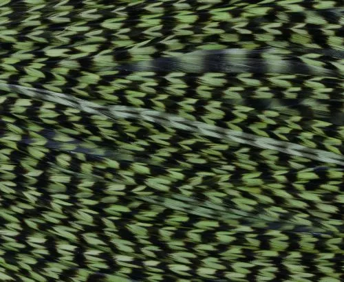 Whiting High & Dry 1/2 Saddle Cape - Funky Fly Tying 6 Whiting High & Dry 1/2 Saddle Cape - Funky Fly Tying - Image 4